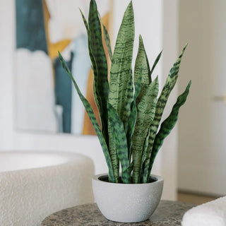 25" Snake Plant in Gray Pot