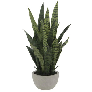 Potted snake plant with wavy leaves on a white background