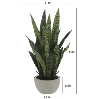 25" Snake Plant in Gray Pot