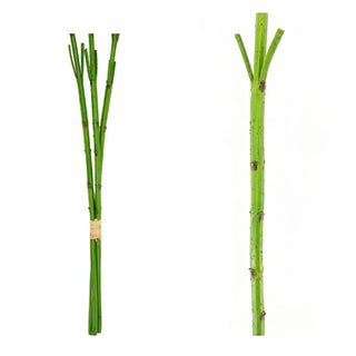 Two bundles of green bamboo sticks on a white background