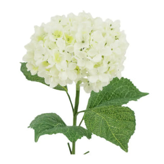 White flower cluster with green leaves on a white background