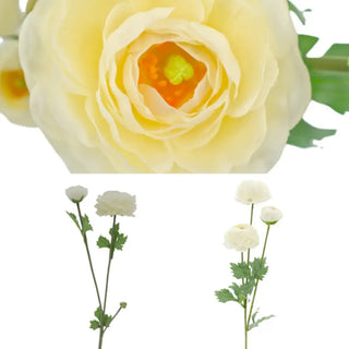 Close-up of a yellow flower with a white background, followed by a white flower on a white background.