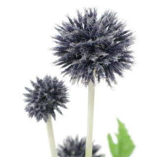 Decorative spherical plants with a white background