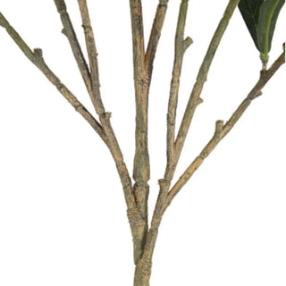 Close-up of tree branches on a white background