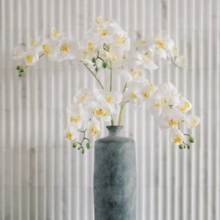 White orchids in a gray vase against a textured white wall