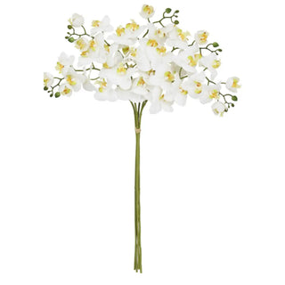 Bouquet of white flowers with yellow centers on a white background