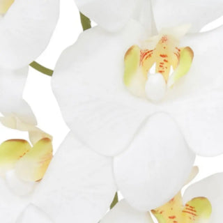Close-up of white orchids with yellow accents on a light background