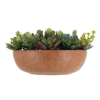 11" Succulent Arrangement in Terracotta Round Pot
