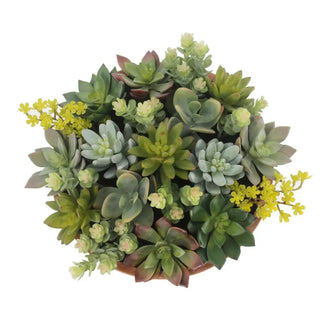 11" Succulent Arrangement in Terracotta Round Pot