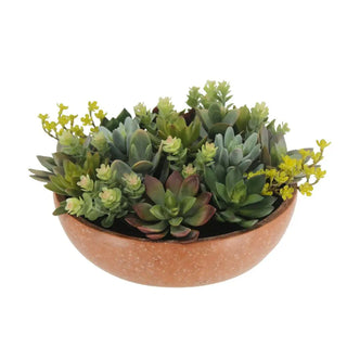 Bowl with succulents on a white background