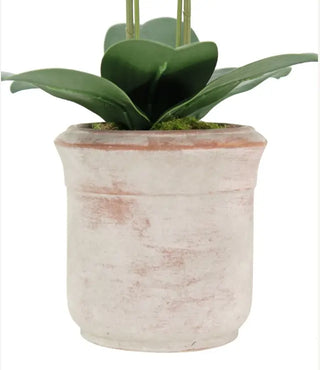 22" Artificial White Phalaenopsis Orchids, Set of 2