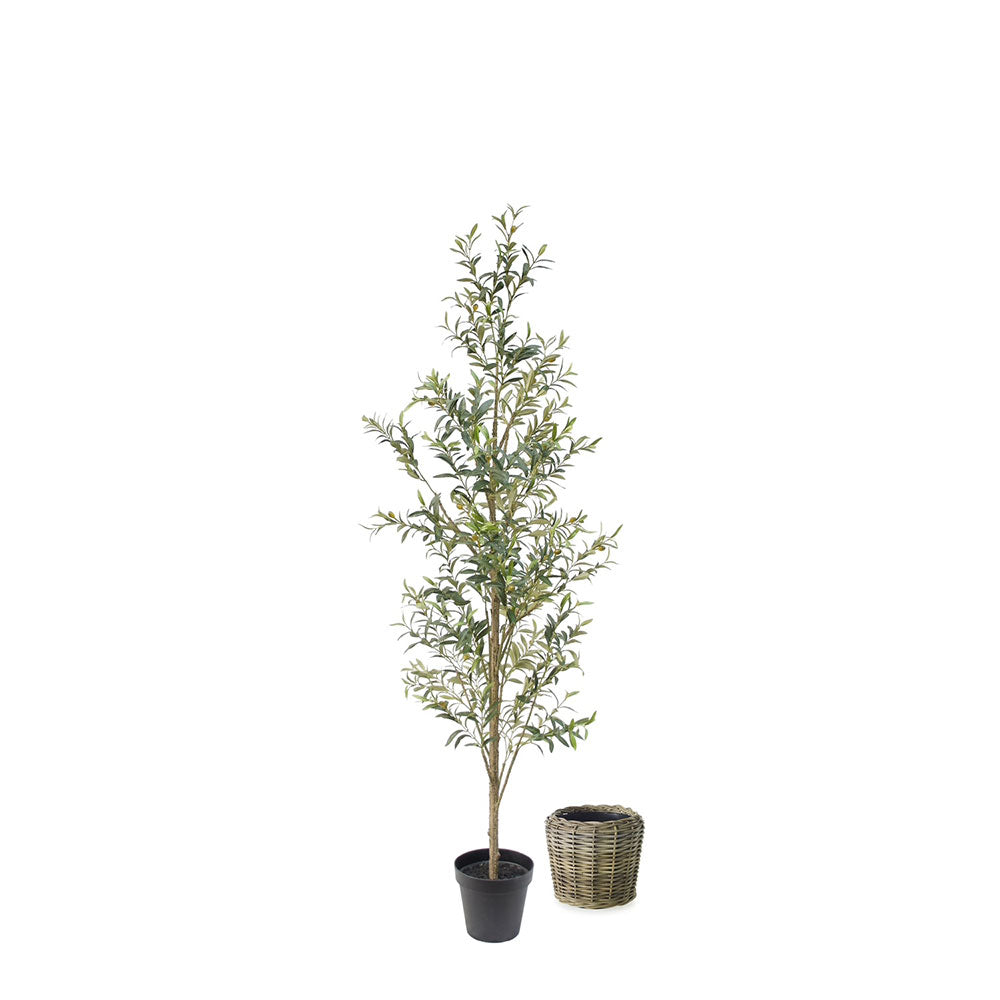 7' Slim Olive Tree and French Rattan Basket