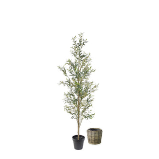 7' Slim Olive Tree by CG Hunter depicted with a black pot beside a stylish French Rattan Basket, designed to enhance any luxury home decor.