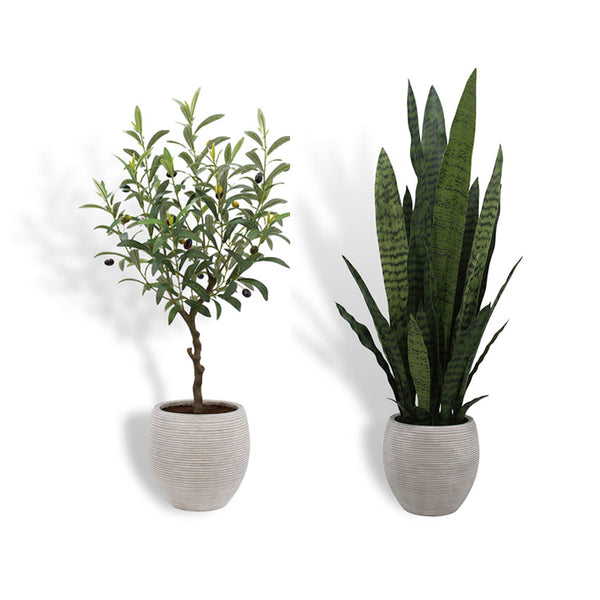 Snake Plant and Olive Topiary