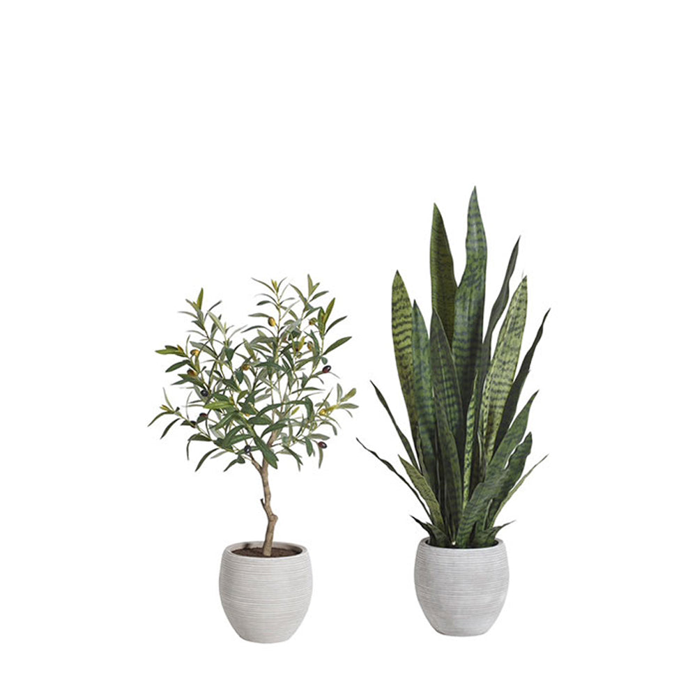 Snake Plant and Olive Topiary