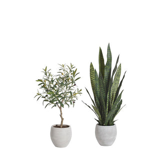 Snake Plant and Olive Topiary