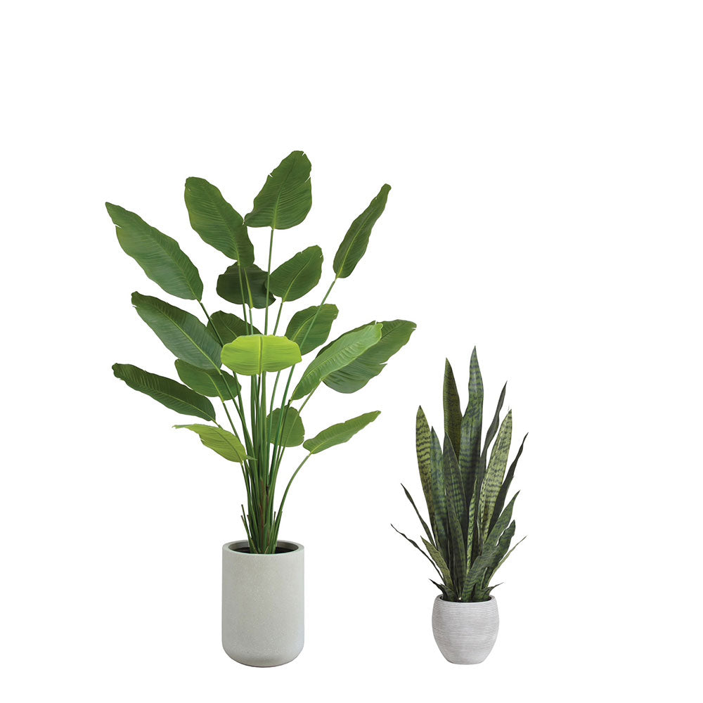 Snake Plant and Bird of Paradise