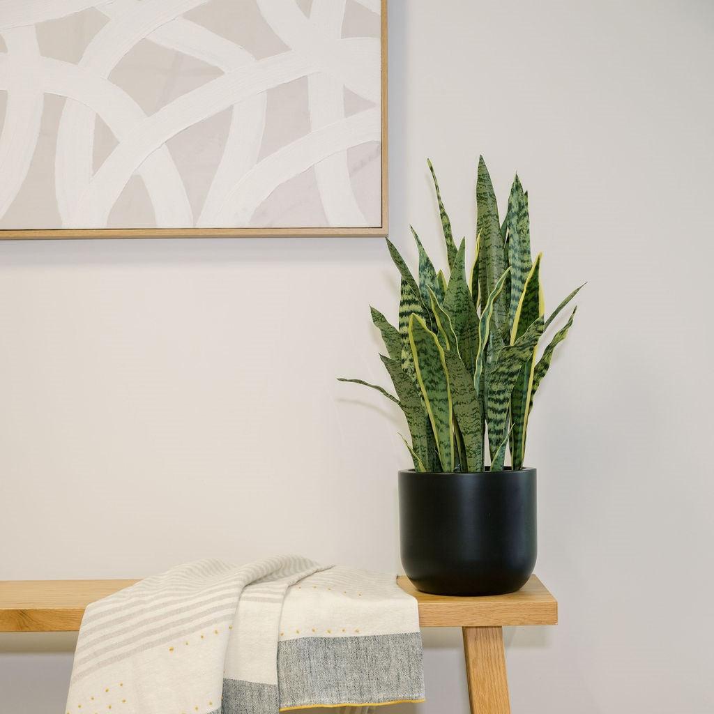 30" Snake Plant
