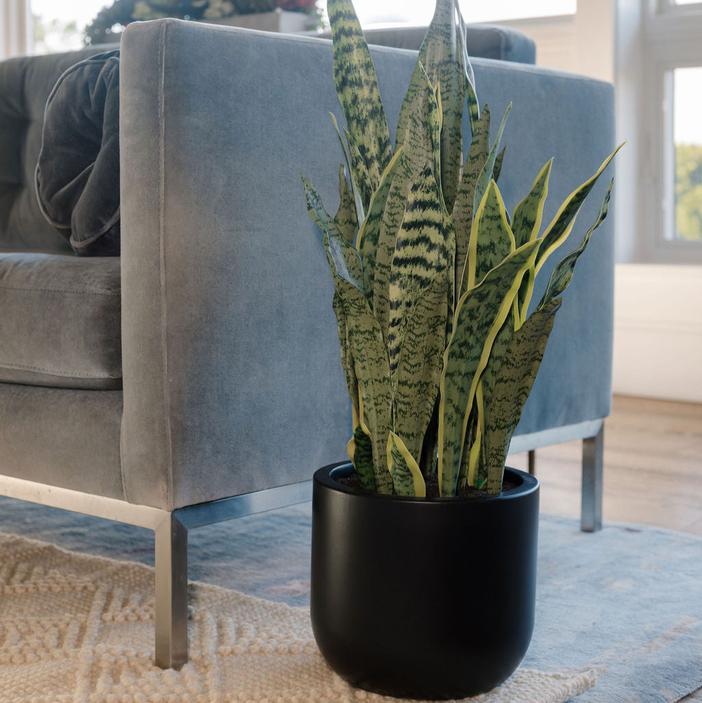 cg hunter snake plant CG Hunter 30" Snake Plant in Green
