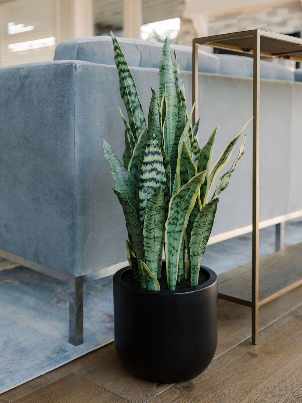 30" Snake Plant