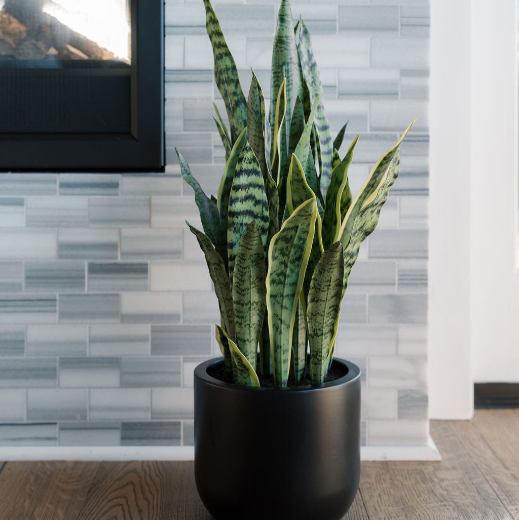 cg hunter snake plant CG Hunter 30" Snake Plant in Green