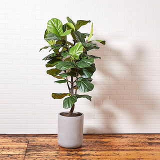 Luxurious artificial Fiddle Leaf Fig Tree with artisan planter by CG Hunter, standing tall against a textured white wall, ideal for enhancing home décor.