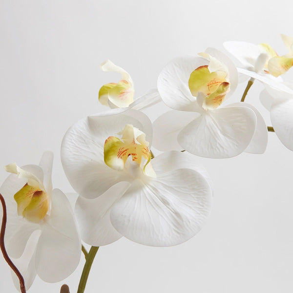 Premium Faux White Double Stem Orchid with lifelike blooms closeup to see texture, veining, and variety of color in blooms 