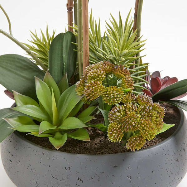 Faux Orchid with Succulents that show a variety of species and styles offering different colors and textures to create a lifelike realistic arrangement in a gray modern pot