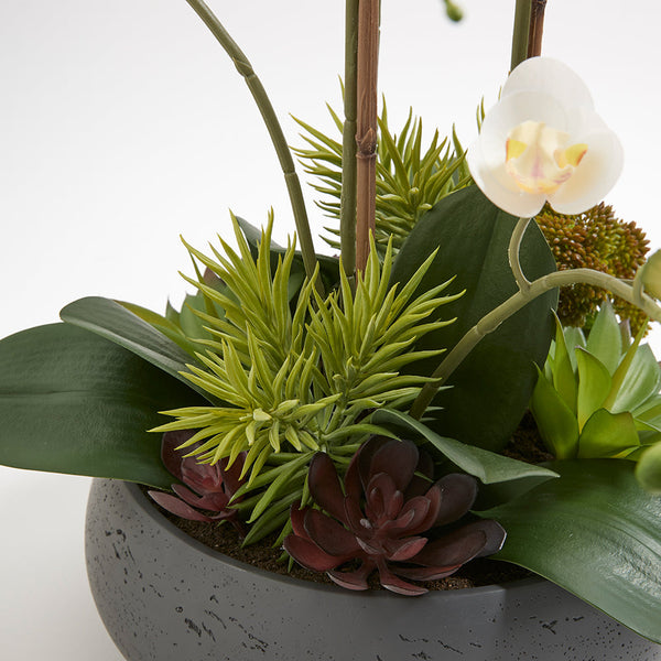 Faux Orchid with Succulents close-up of succulents and orchid bloom with a variety of colors and textures making the arrangement feel so lifelike.