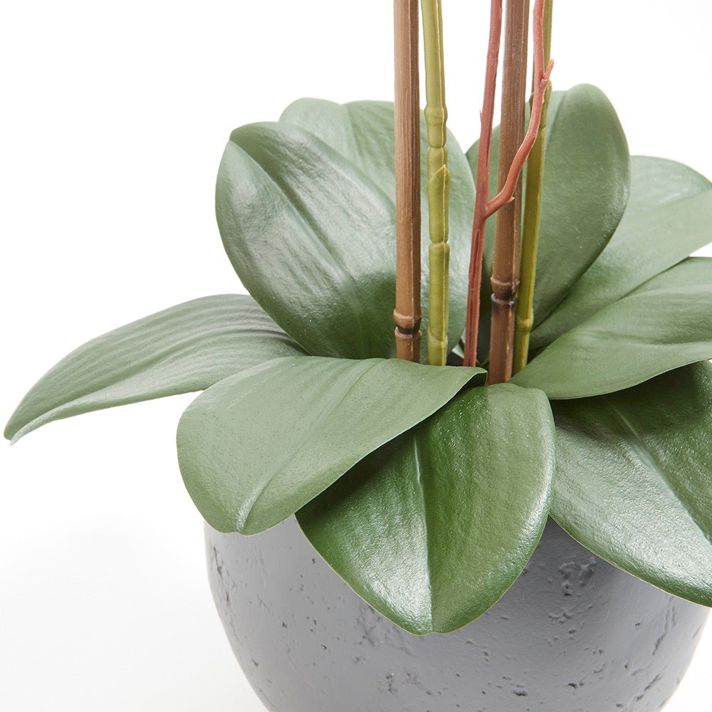 Premium Faux White Double Stem Orchid with lifelike blooms in a modern gray round pot showing a closeup of the green faux orchid leaves 