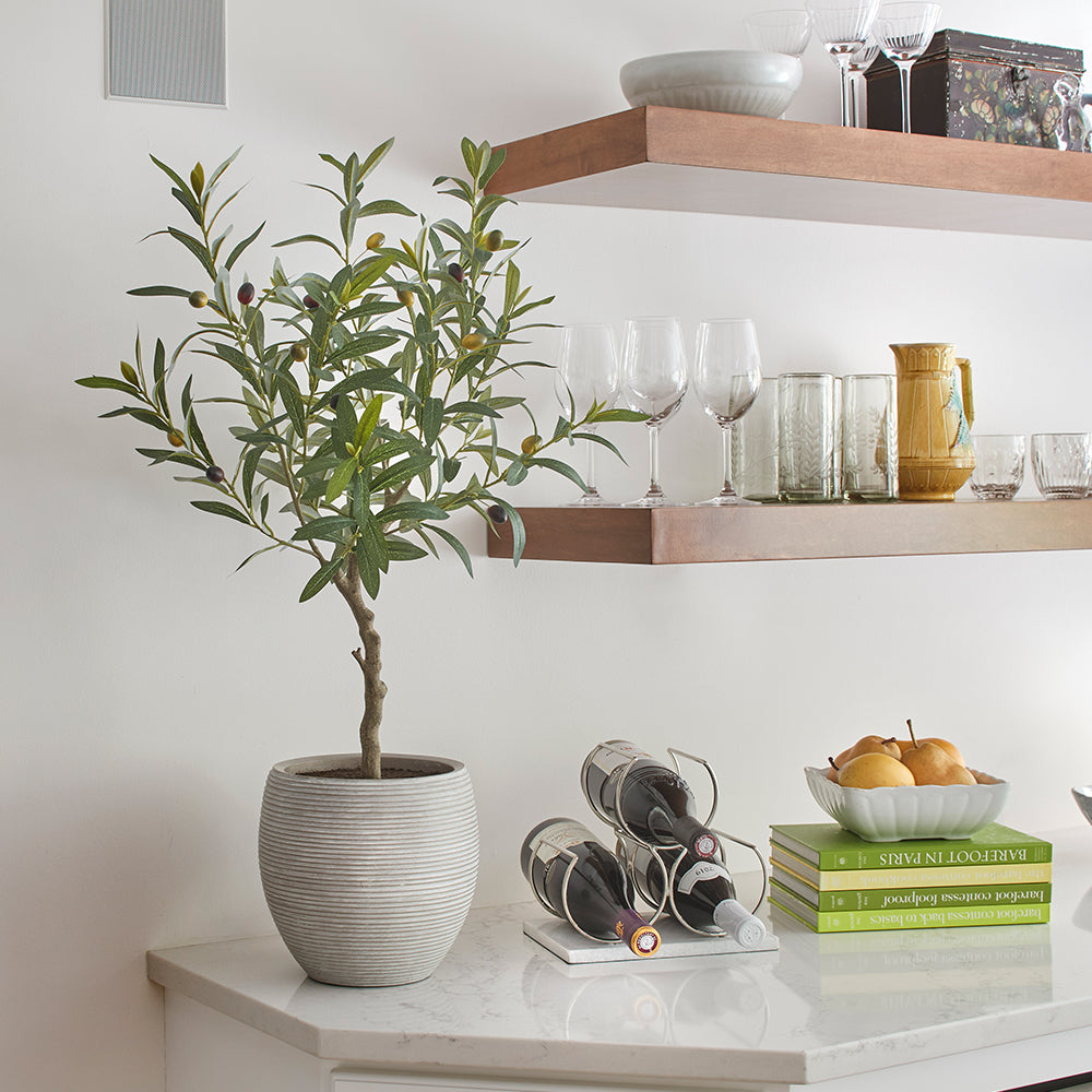 Snake Plant and Olive Topiary