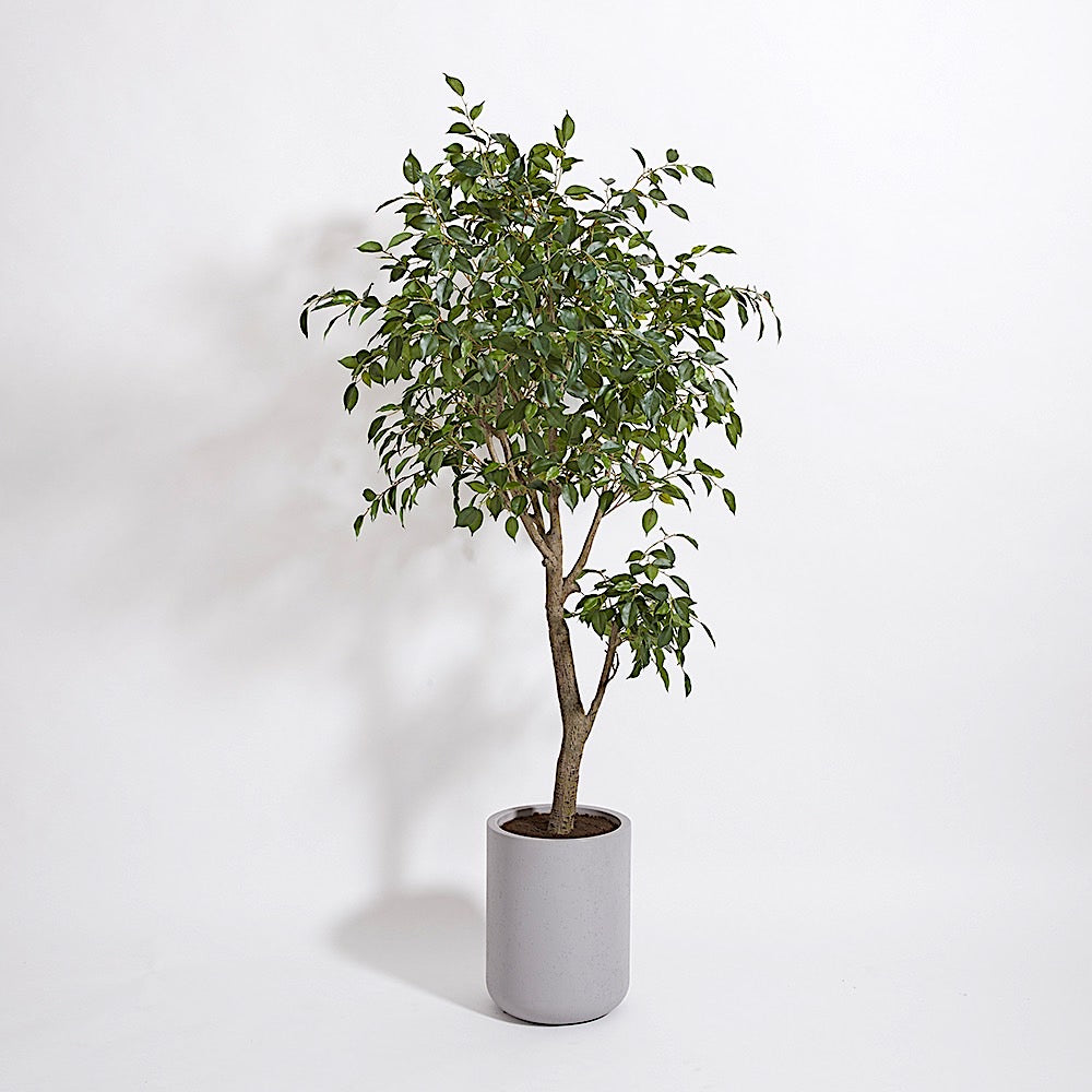 Gray Ficus Tree Premium Faux Ficus Tree w/pot | CG Hunter | Luxury Faux Plants