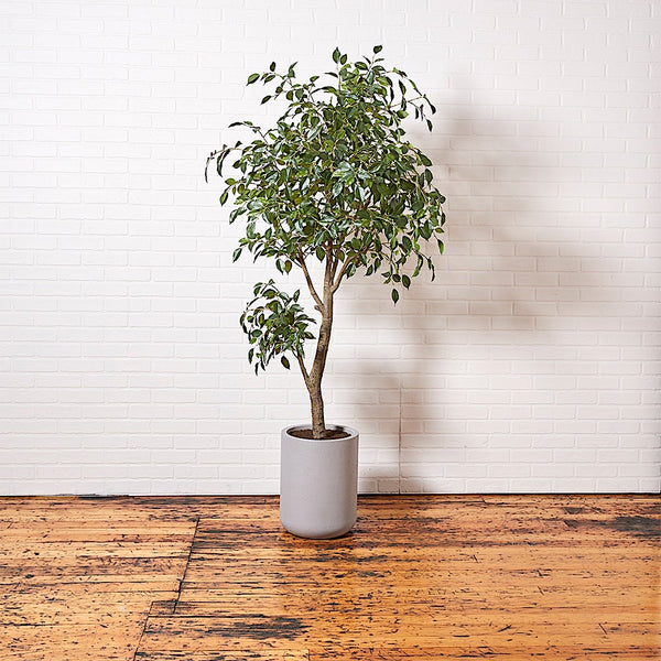Premium Faux Ficus Tree in modern pot on hardwood floor against wall