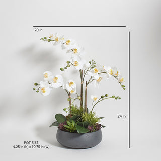 Dimensions and specifications of the Artificial Orchid with Succulents by CG Hunter, showcasing the height and width of the exquisite arrangement in a sophisticated layout.