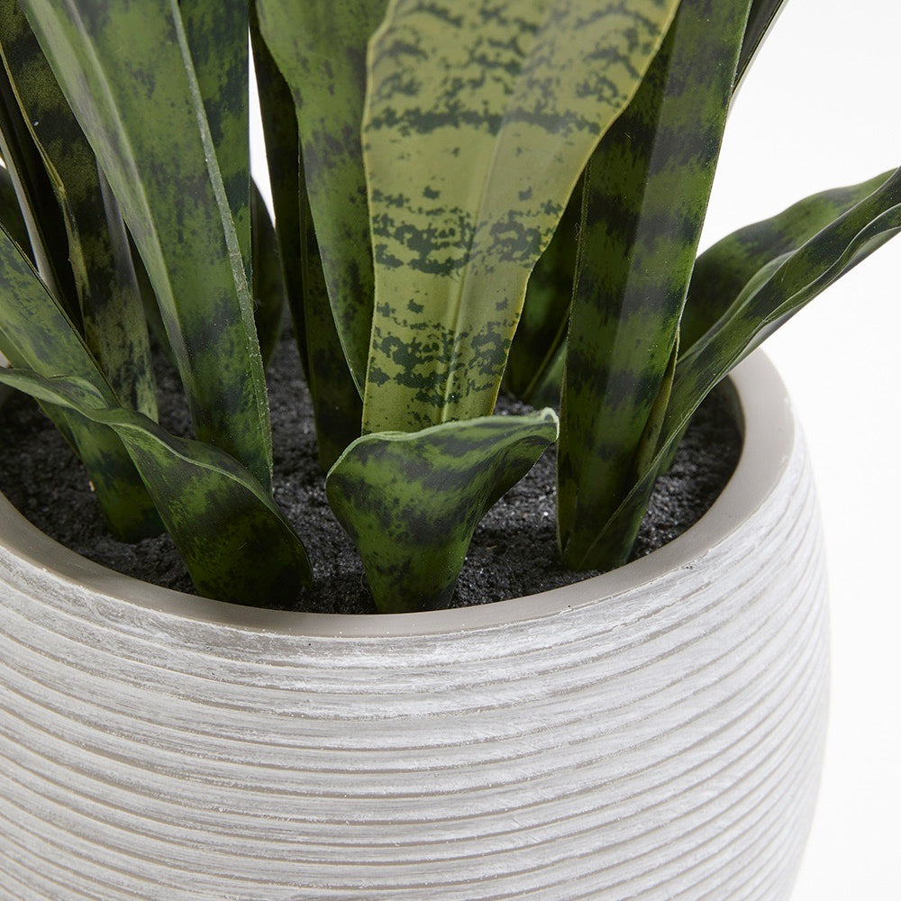 Premium Faux Snake Plant in Premium Faux Snake Plant in Mediterranean pot with closeup of pot, realistic dirt and leaves