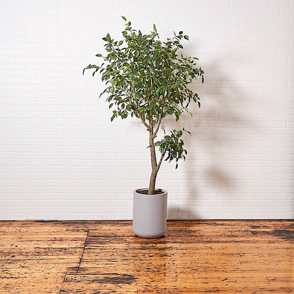 Premium Faux Ficus Tree with pot on hardwood floor