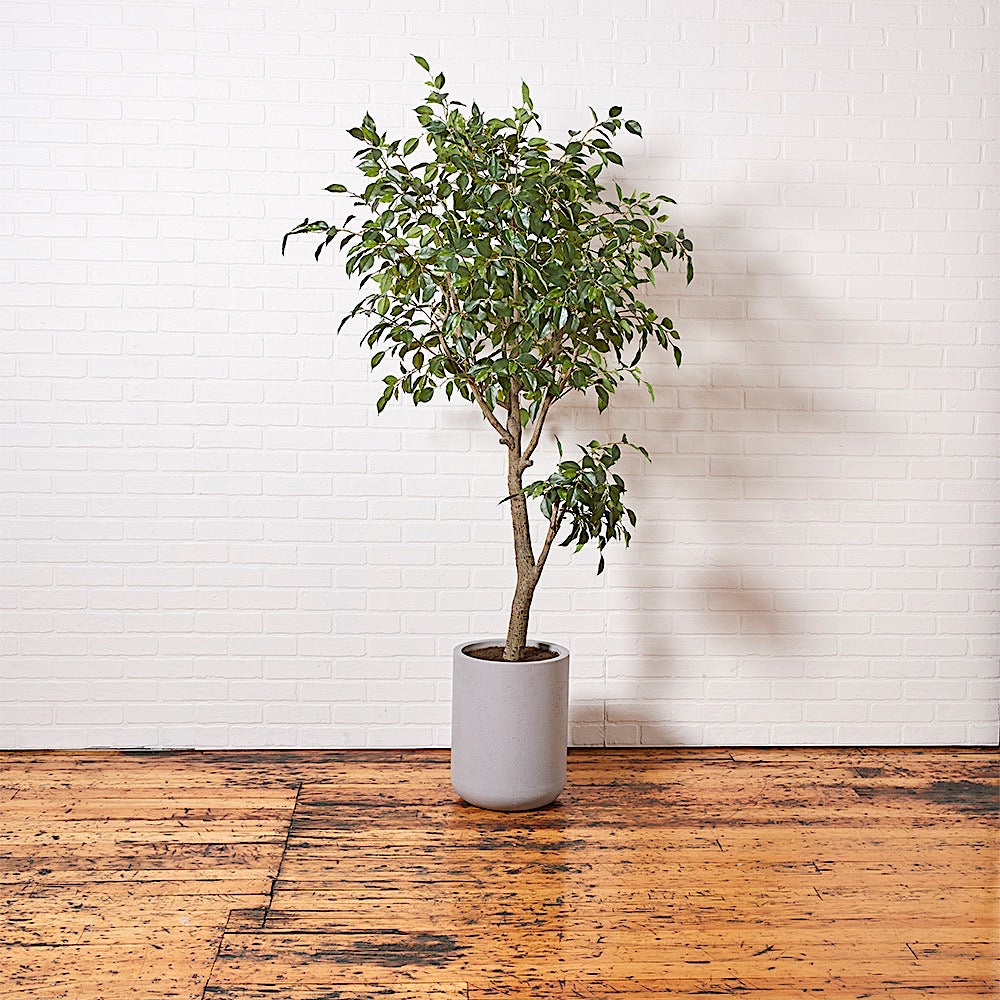 cg hunter faux rubber tree Faux Ficus Tree with Artisan Planter, 6.5 ft