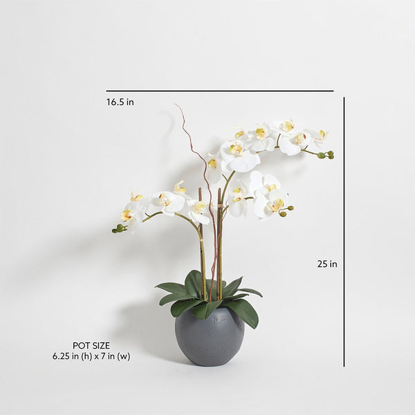 Faux White Double Stem Orchid Sizing