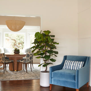 Stylish living room featuring an Artificial Fiddle Leaf Fig Tree by CG Hunter beside a chic blue armchair, enhancing the sophistication of the contemporary design.
