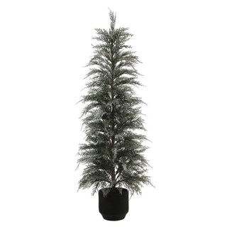 4' Cedar Tree