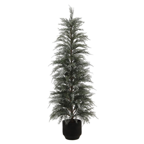 4' Cedar Tree