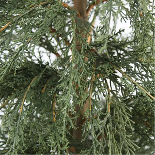 Close-up of a coniferous tree branch with green needles and brown bark.