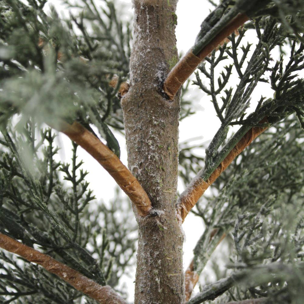 4' Cedar Tree