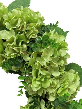 Close-up of green hydrangea flowers with leaves on a white background