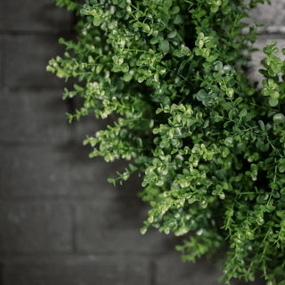 Close-up of a green plant against a dark stone wall