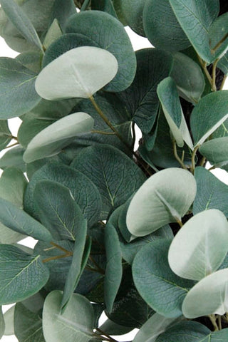 Close-up of eucalyptus leaves with a soft focus background