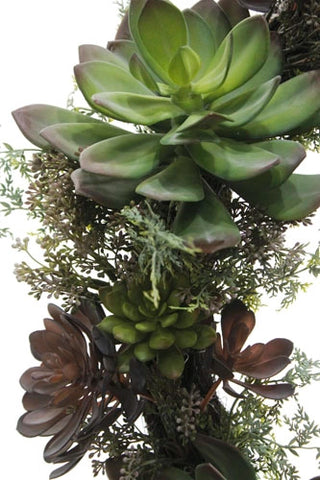 Close-up of a green succulent plant with a white background