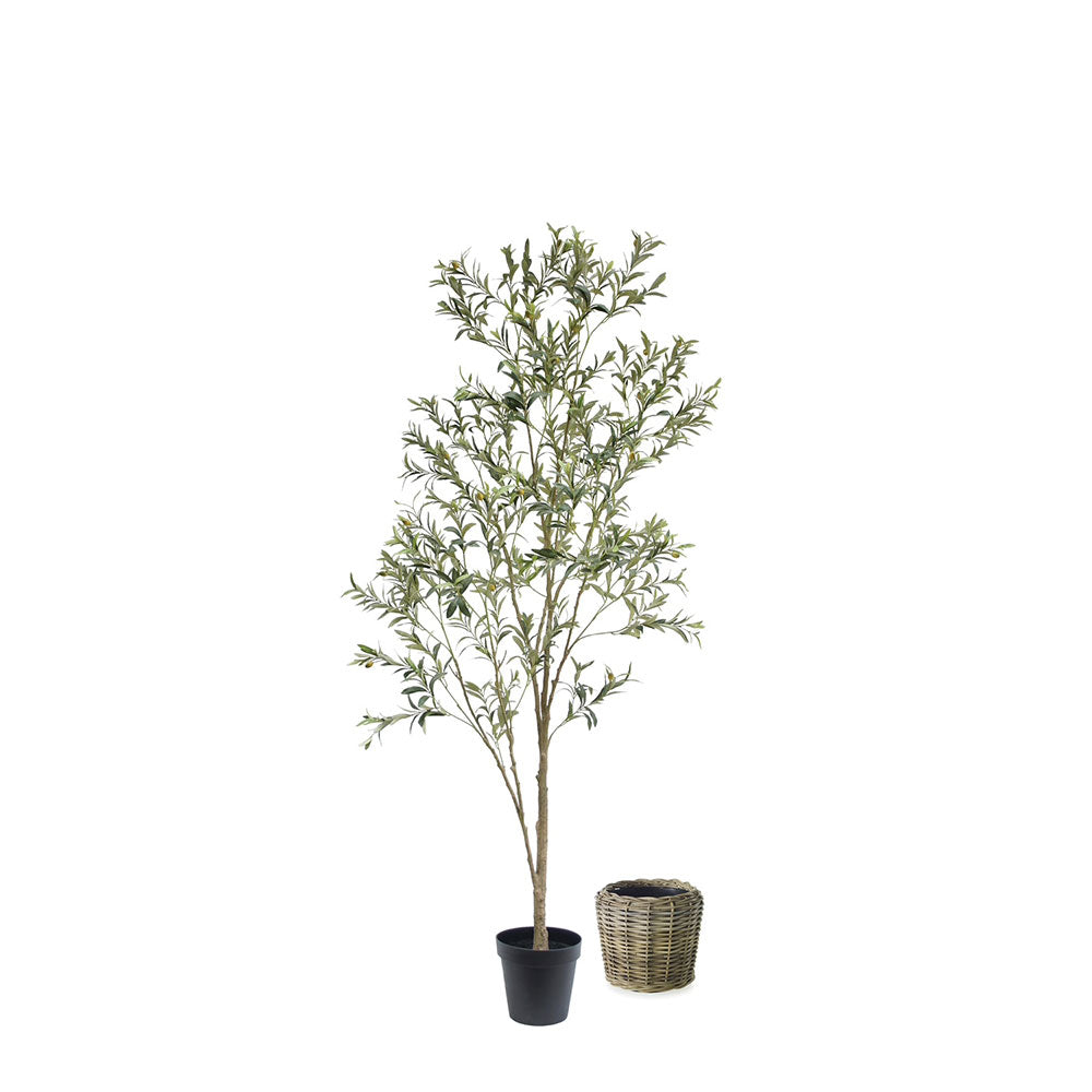 7' Wispy Olive Tree and French Rattan Basket