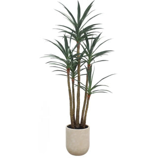 Potted plant with long green leaves on a white background