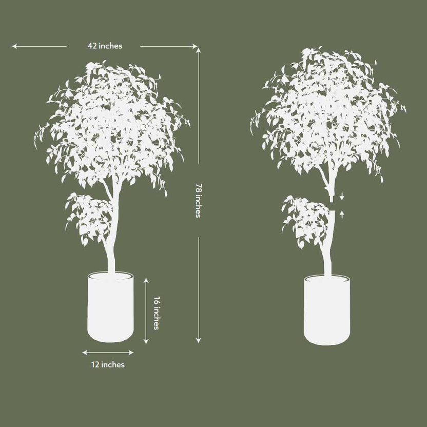 Albero di Ficus Artificiale da 1,8 Metri con Tronco Naturale in Albero di Ficus Artificiale da 1,8 Metri con Tronco Naturale in